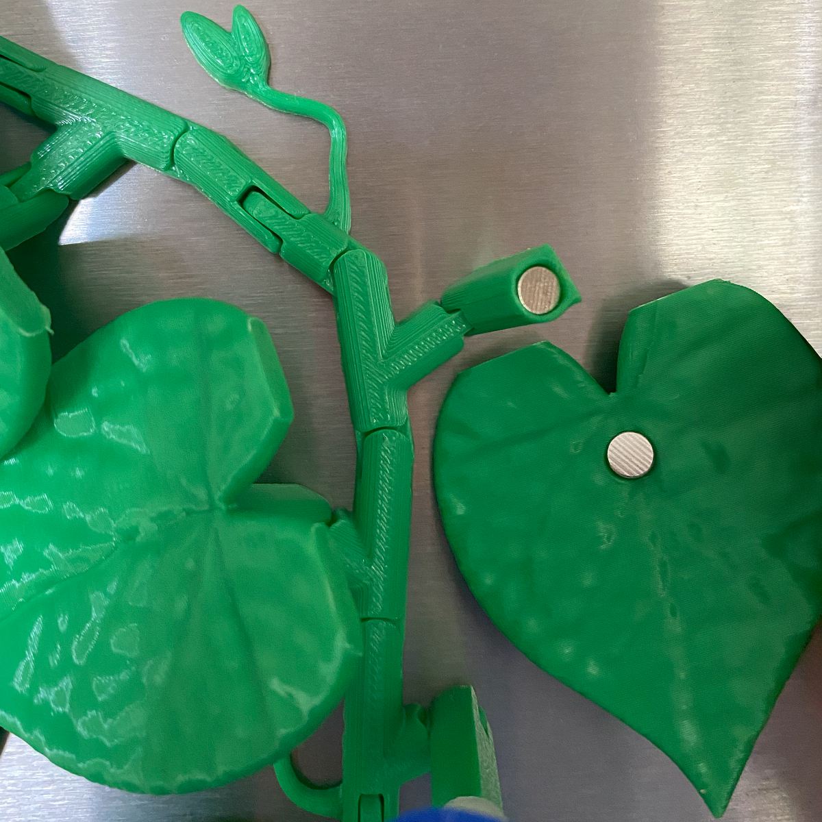 Morning Glory Vine Refrigerator Magnets